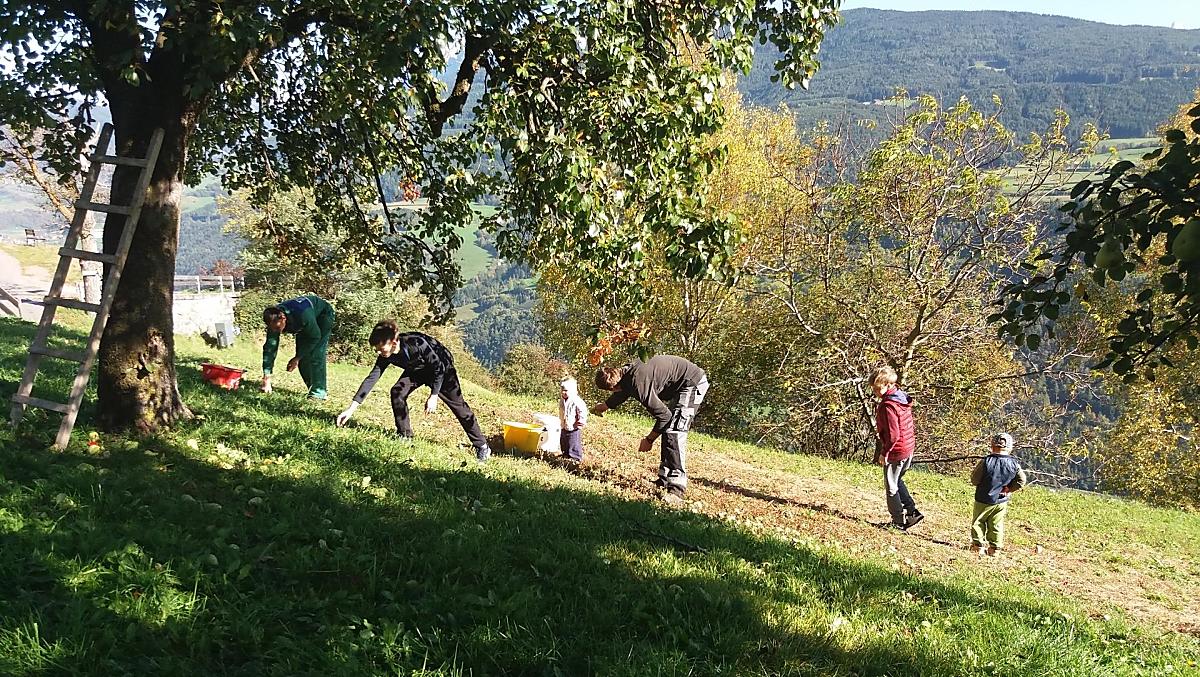 Raccolta delle pere per il nostro succo di mela e pera.