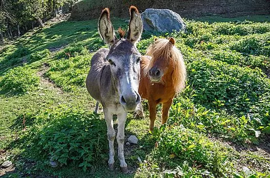 L'asino Frida e il pony Felix
