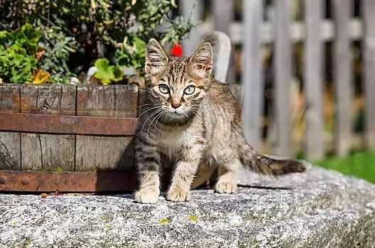 La gatta Lia
