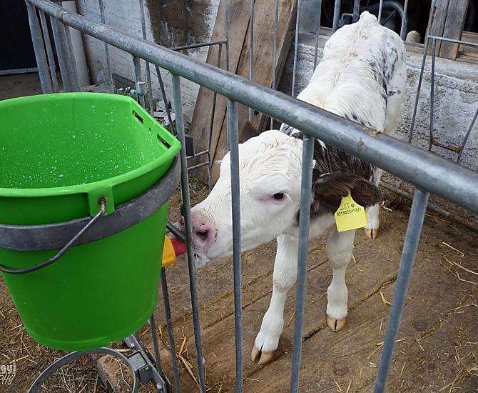 L’alimentazione dei vitelli