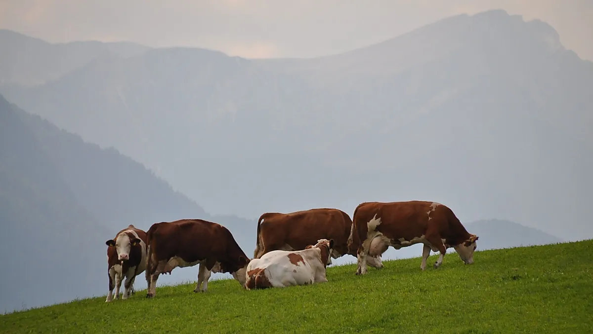 Unsere Kühe auf der Weide