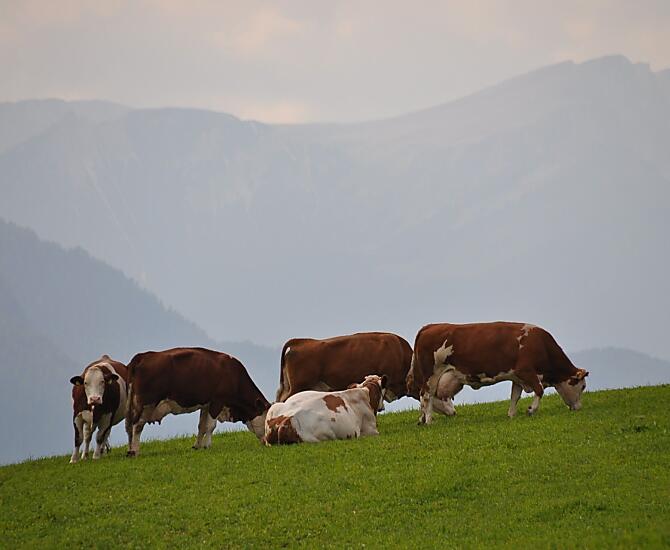 Unsere Kühe auf der Weide