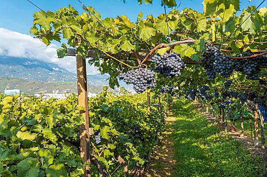 La pergola di uva schiava