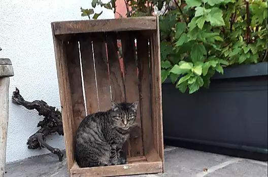 Speedy, il gatto del maso, sorveglia la proprietà.