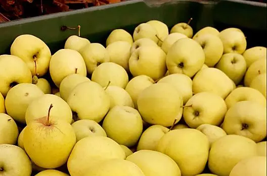 La raccolta delle mele è in corso e c'è un profumo meraviglioso