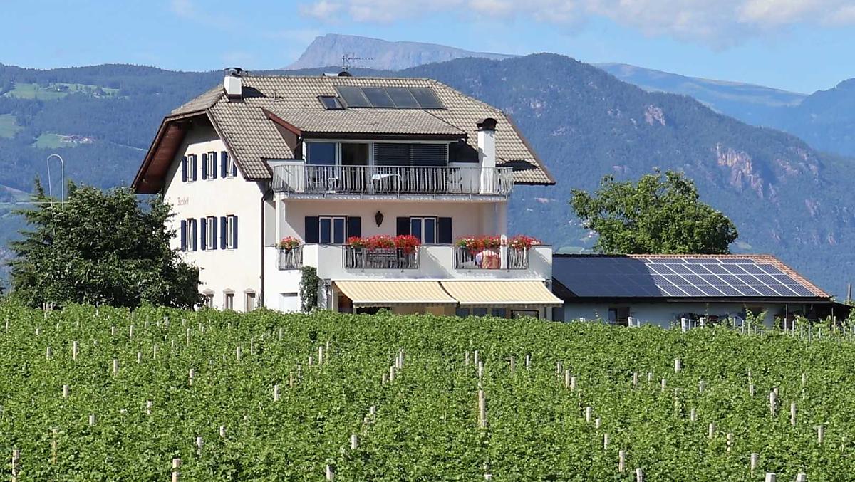 Circondato da vigneti