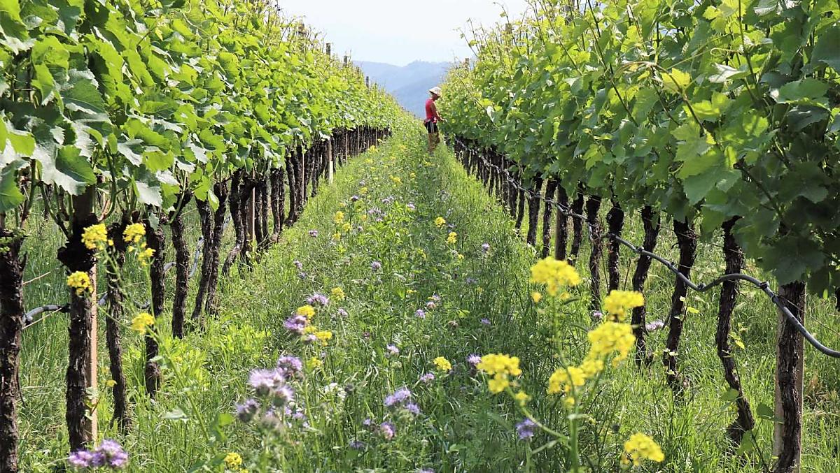 Tra le viti del maso biologico è un trionfo di fiori