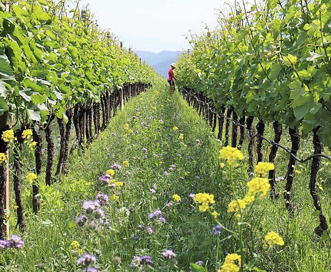 Tra le viti del maso biologico è un trionfo di fiori
