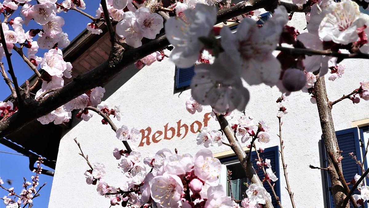 Rebhof - Bildergalerie Photo