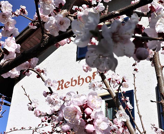 Rebhof - Bildergalerie Photo