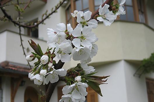 Haus Sanin - Liste Photo