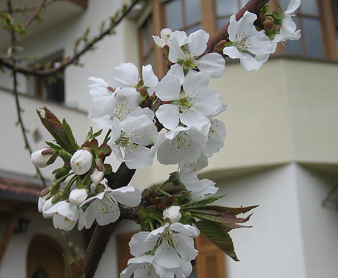 Haus Sanin - Bildergalerie Photo