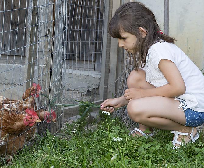 Dare da mangiare alle galline