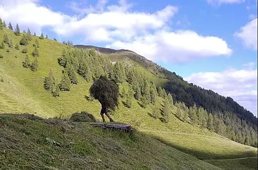 In alpeggio, il fieno viene trasportato a spalla dal ripido pendio fino al rifugio.