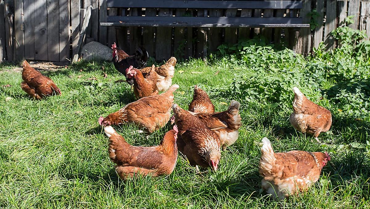 Le nostre galline