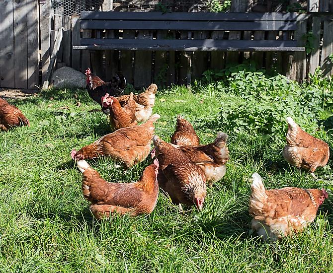 Le nostre galline