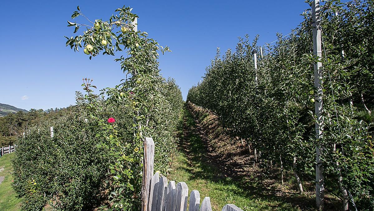 I nostri frutteti