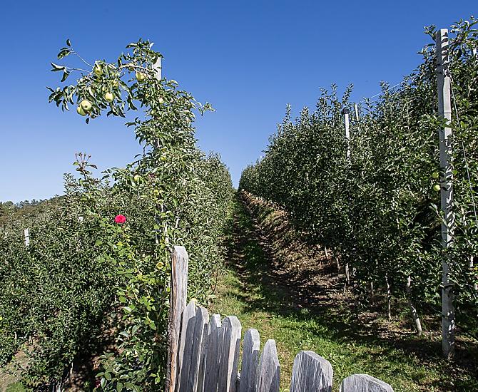 I nostri frutteti
