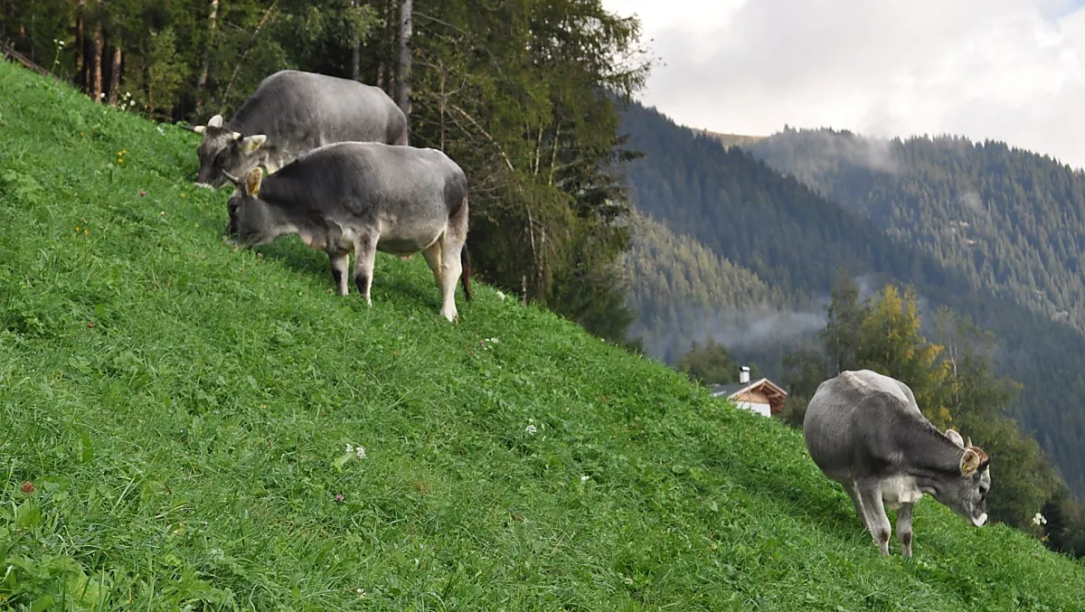 Grosshof - Bildergalerie Photo