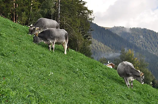 Grosshof - Liste Photo