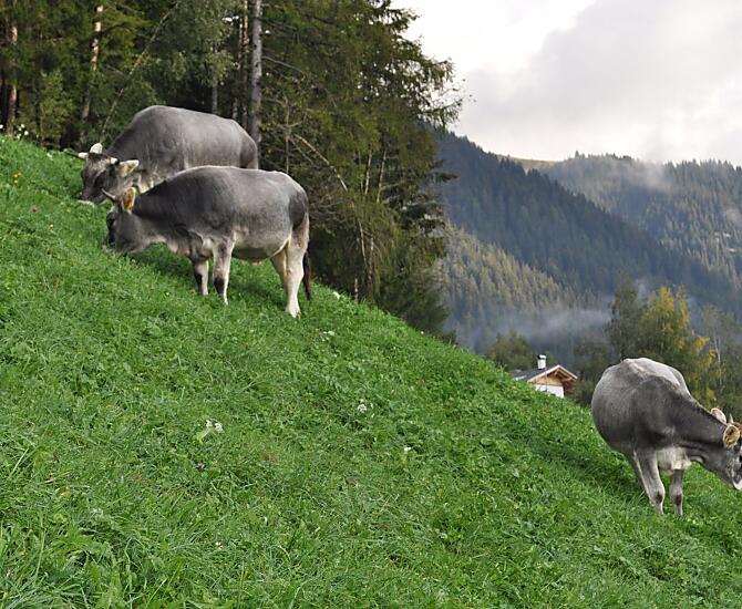 Grosshof - Bildergalerie Photo