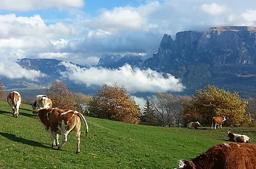 Unsere Kühe auf der Weide