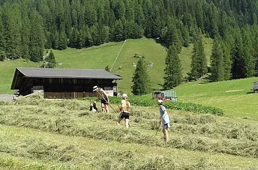Lavoro con il fieno