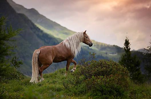 La nostra cavalla avelignese Penny 