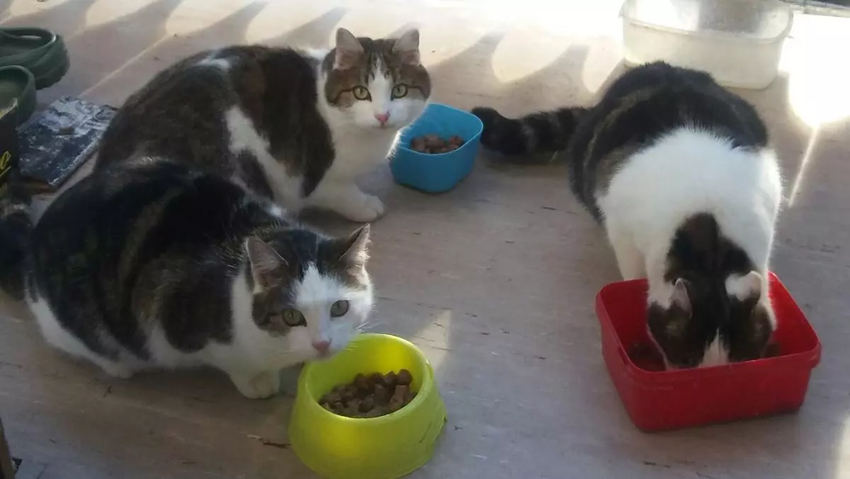 I nostri gatti Mia, Luna e Max
