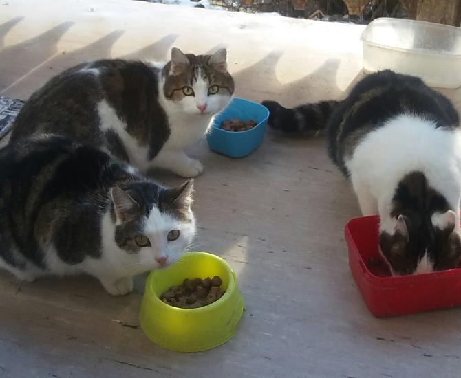 I nostri gatti Mia, Luna e Max