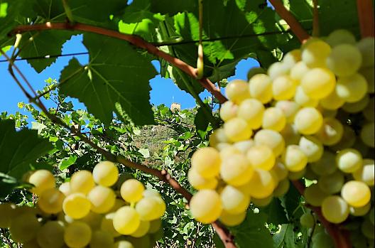 Pinot Bianco