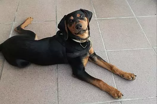Il nostro Amigo ama le coccole ed è felice con noi per ogni nuovo ospite.