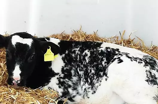 Una nuova nascita porta sempre gioia. 