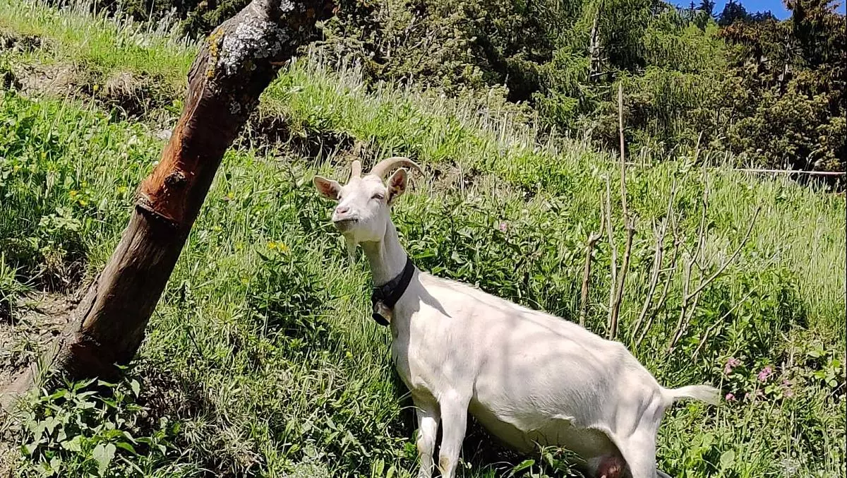 Resi, Capra Nobile