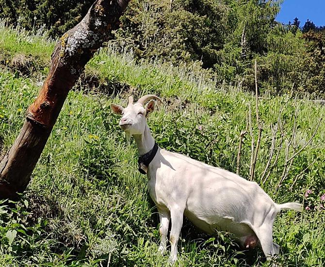Resi, Capra Nobile