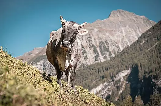 Kofler zwischen den Wänden - Liste Photo