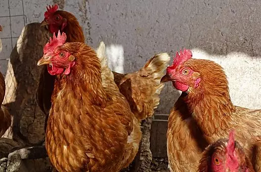 Le nostre galline