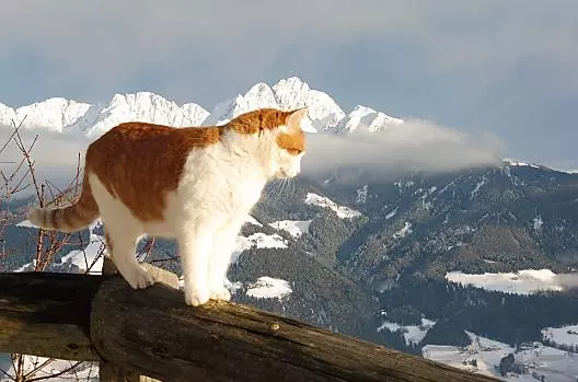 Mugl e sullo sfondo il Monte Ivigna