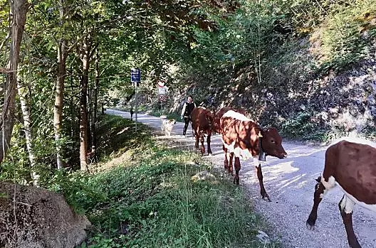 La transumanza