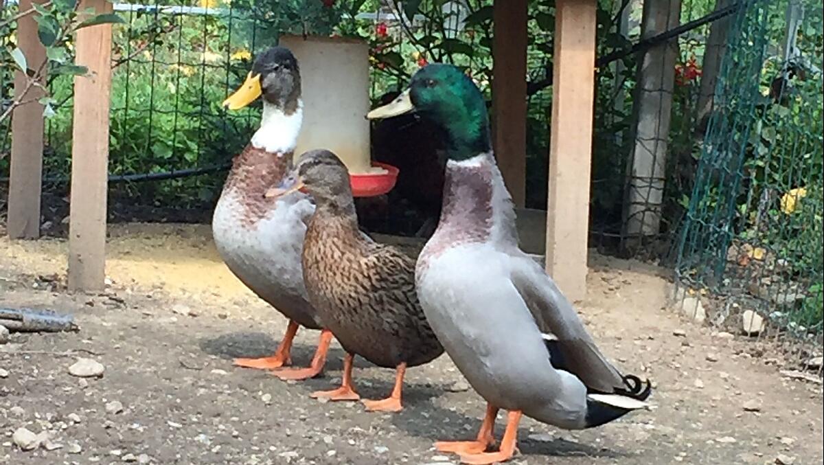 Stockenten 