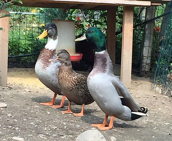 Stockenten 