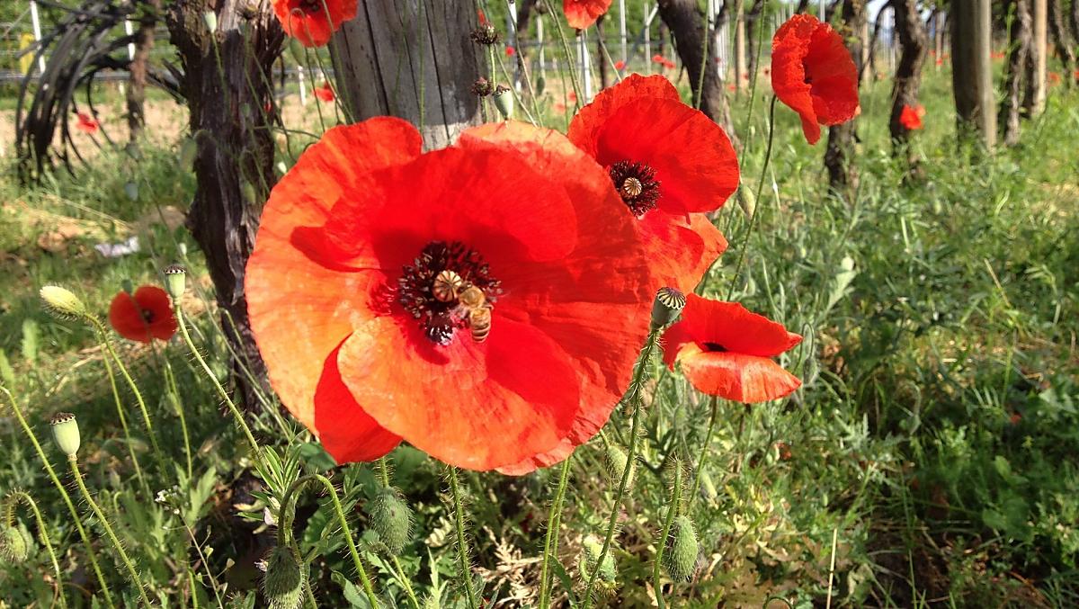 Primavera a St. Michael/Appiano: vacanze attive ed escursionistiche nel sud dell'Alto Adige, stagione ideale per le vacanze con i cani.