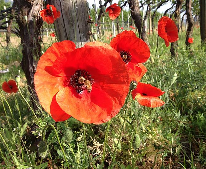 Primavera a St. Michael/Appiano: vacanze attive ed escursionistiche nel sud dell'Alto Adige, stagione ideale per le vacanze con i cani.