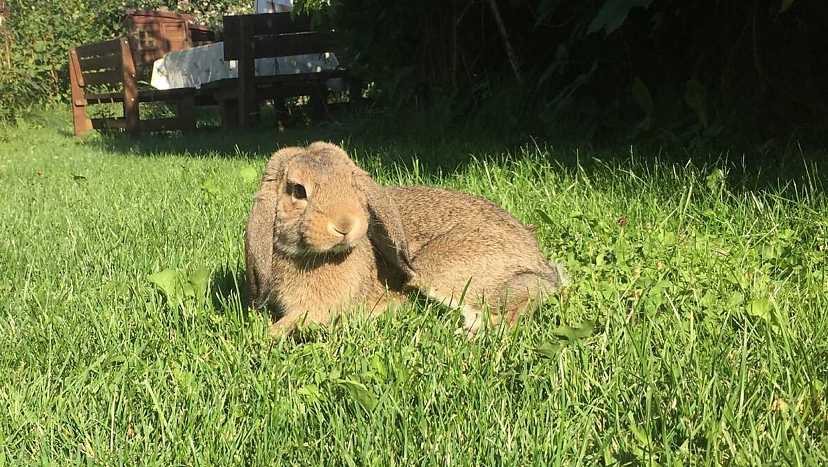 Zwergkaninchen
