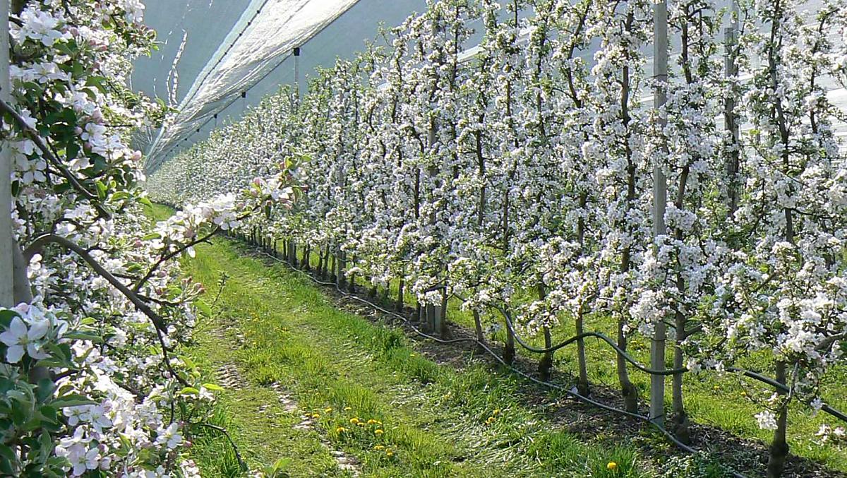 Apfelblüte