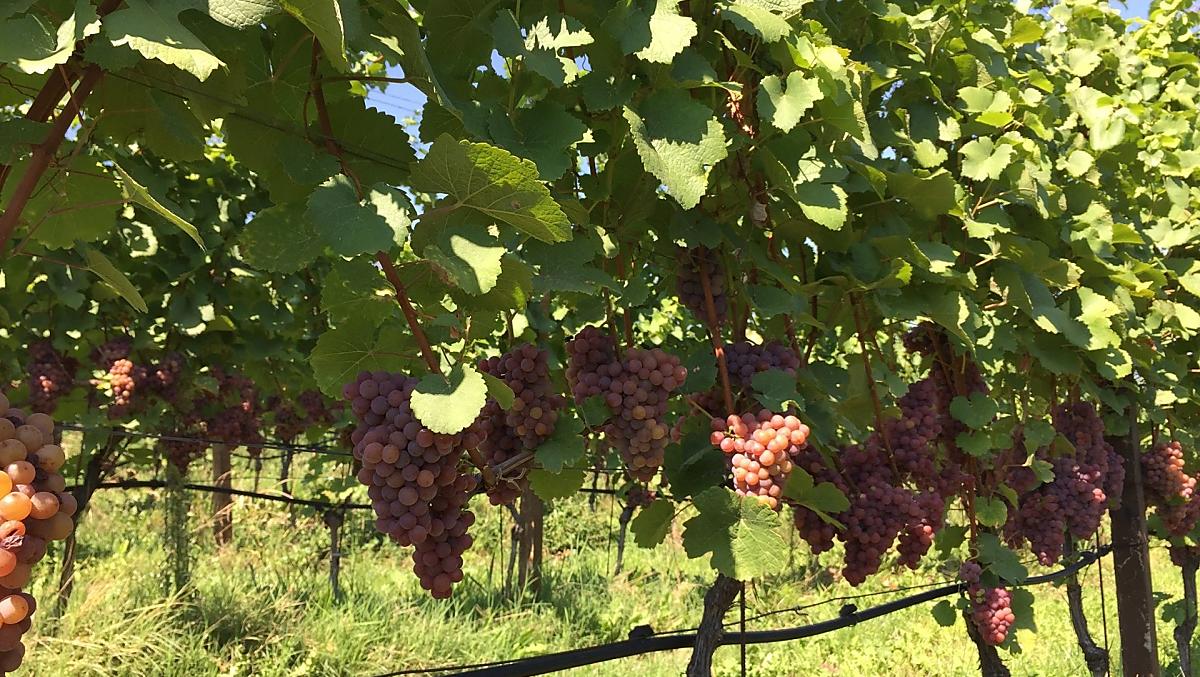 Uve di Gewürztraminer sopra il lago di Caldaro