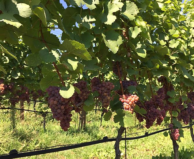 Uve di Gewürztraminer sopra il lago di Caldaro