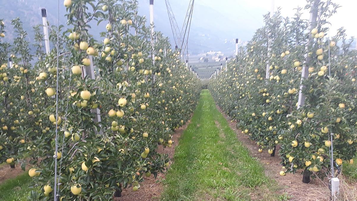 Poco prima del raccolto della varietà Golden Delicious