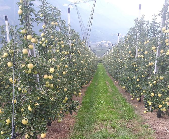 Poco prima del raccolto della varietà Golden Delicious