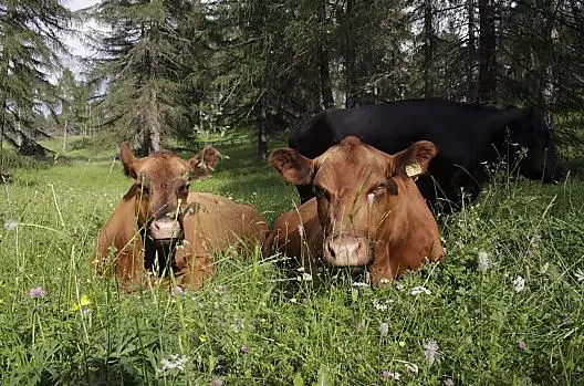 Le nostre mucche in malga